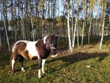 Фото номера Бунгало Дома для отпуска Domek Drewniany г. Nowa Wola 71